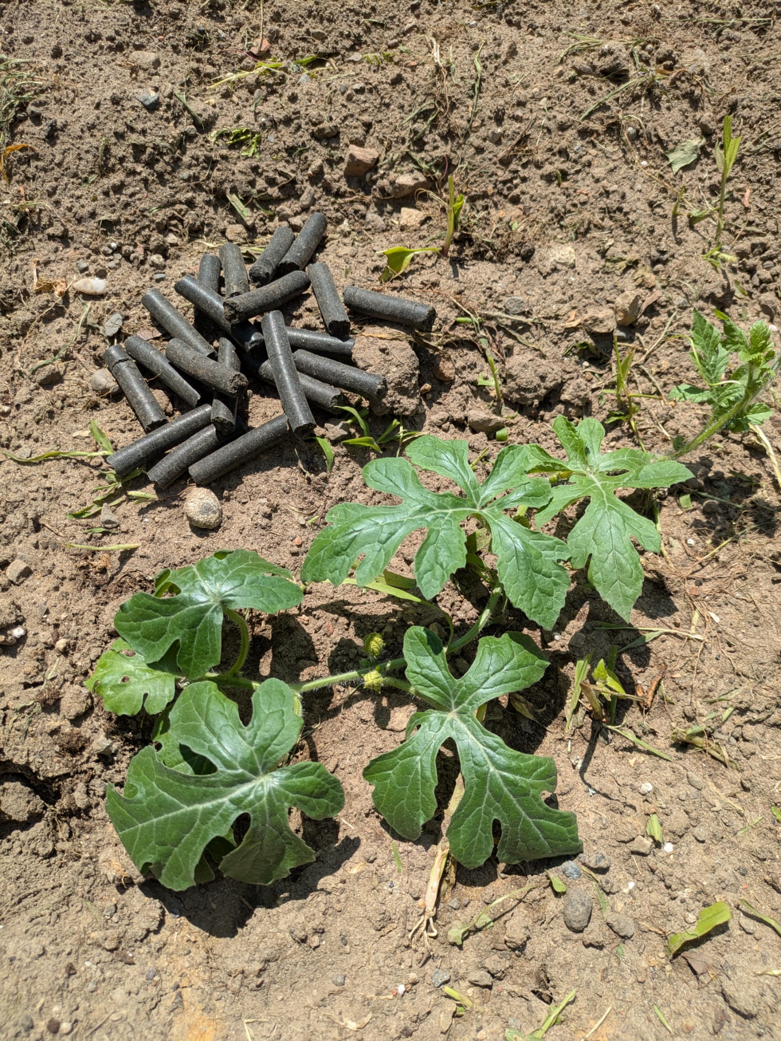 Dübli – The clever fertilizer peg for your plants (1kg)