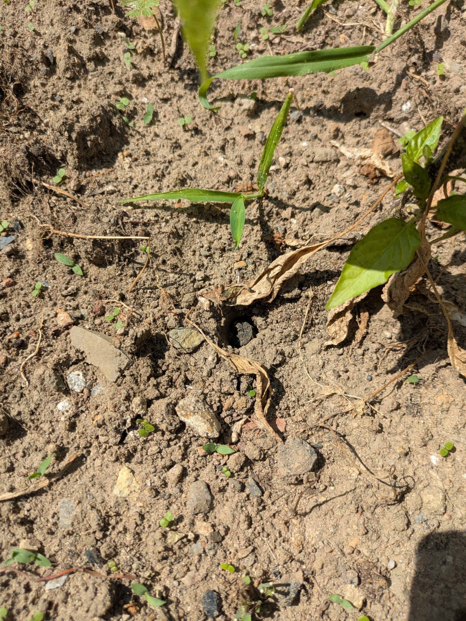 Dübli – The clever fertilizer peg for your plants (1kg)
