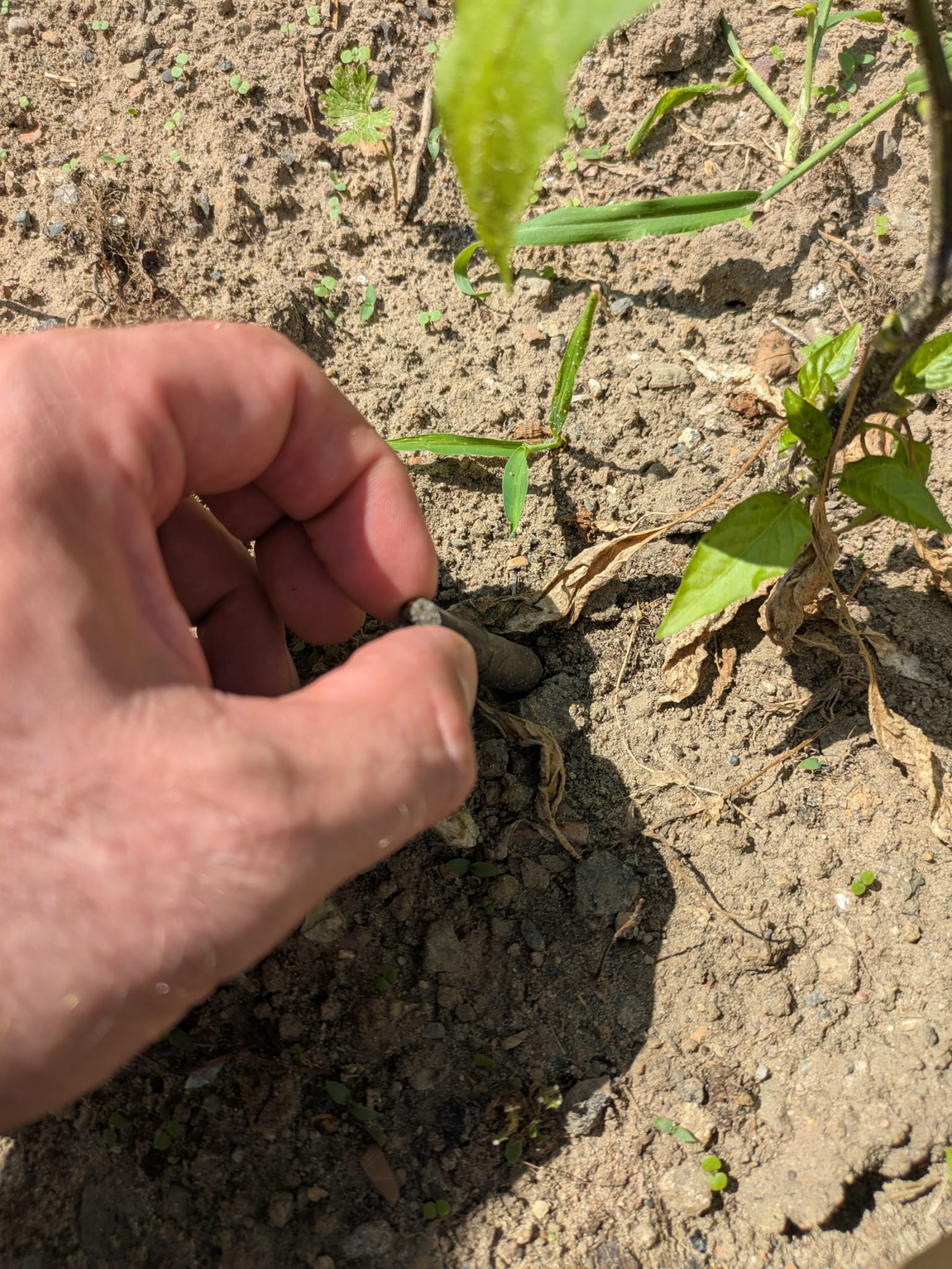 Dübli – The clever fertilizer peg for your plants (1kg)